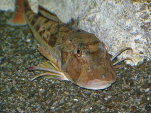 gallery_1522_269_268179.jpg