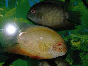 gallery_1522_269_312327.jpg