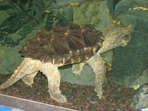gallery_1522_269_143401.jpg