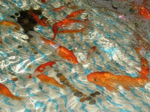 gallery_1522_269_390785.jpg