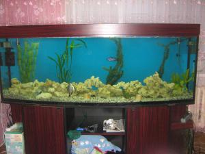 gallery_2582_292_641769.jpg