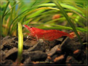 gallery_7582_288_1687524.jpg