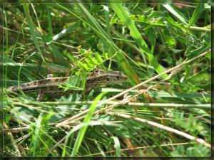 gallery_7582_288_2411673.jpg
