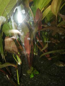 gallery_2125_278_1833463.jpg