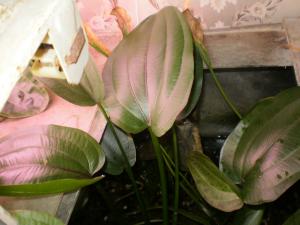 gallery_2125_278_872264.jpg