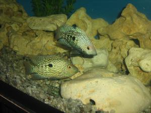 gallery_2582_293_1542985.jpg