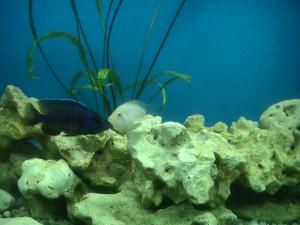 gallery_2582_293_173364.jpg