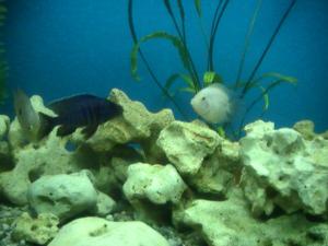 gallery_2582_293_3378.jpg