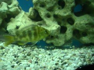 gallery_2582_293_50545.jpg