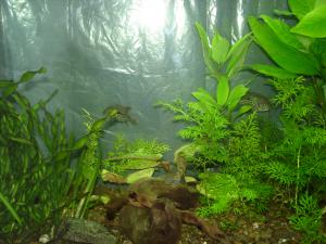 gallery_4003_344_1112116.jpg