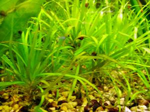 gallery_8038_341_239248.jpg