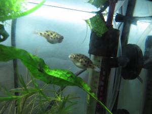 gallery_3093_248_1107711.jpg