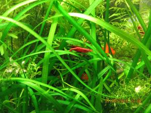 gallery_4533_355_256691.jpg