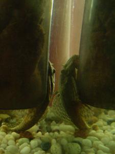 gallery_7840_343_430990.jpg