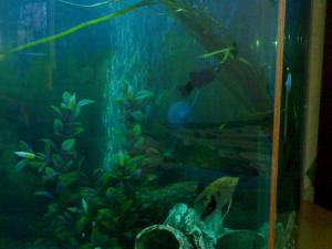 gallery_8610_354_148995.jpg