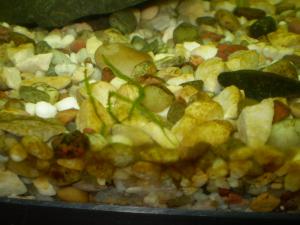 gallery_7840_349_61548.jpg
