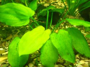 gallery_7937_362_1574880.jpg
