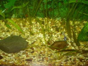 gallery_7840_349_137258.jpg