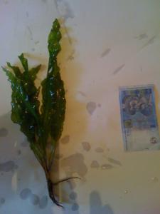 gallery_5331_370_10692.jpg