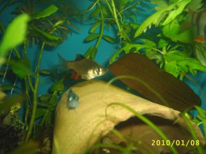 gallery_8562_369_240535.jpg