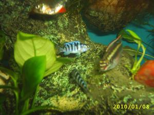 gallery_8562_369_246595.jpg