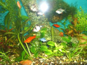 gallery_8562_369_664351.jpg