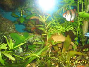 gallery_8562_369_76868.jpg