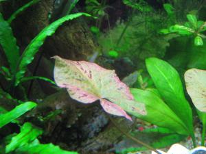 gallery_3220_49_182325.jpg