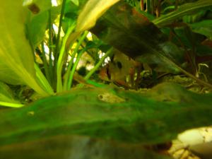 gallery_167_401_18290.jpg