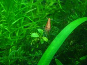 gallery_167_401_814.jpg