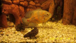 gallery_2701_109_406207.jpg
