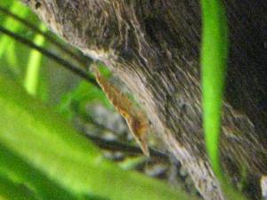 gallery_7954_406_1263260.jpg