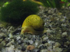 gallery_7954_406_1935062.jpg