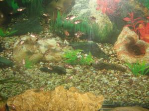 gallery_2582_411_1065493.jpg
