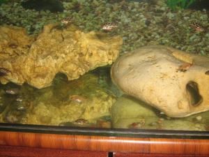 gallery_2582_411_241763.jpg