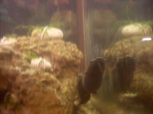 gallery_9232_421_3222103.jpg