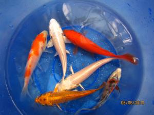 gallery_9693_419_330225.jpg