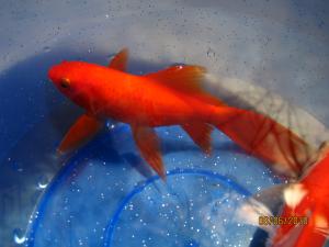 gallery_9693_419_432755.jpg