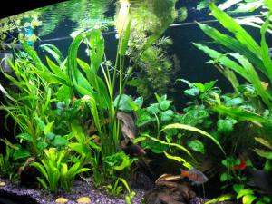 gallery_9864_438_656355.jpg