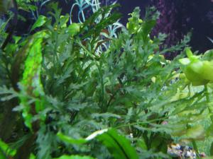 gallery_3220_49_53490.jpg
