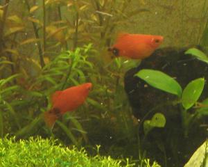 gallery_4663_444_110947.jpg