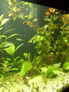 gallery_7840_343_1126418.jpg