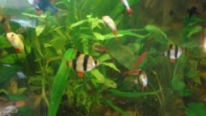 gallery_10033_455_1805314.jpg