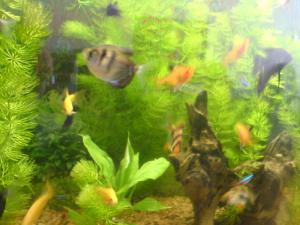 gallery_10087_453_24725.jpg