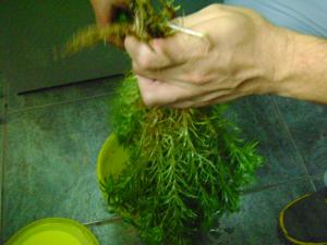 gallery_2083_451_234876.jpg