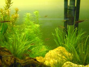 gallery_2083_451_240774.jpg