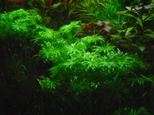 gallery_2083_451_596625.jpg
