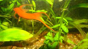 gallery_10033_455_1300148.jpg