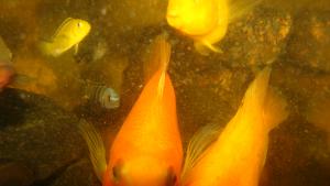 gallery_10033_455_2335479.jpg