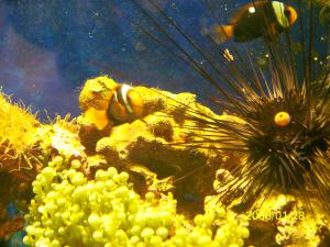 gallery_10135_460_1033042.jpg